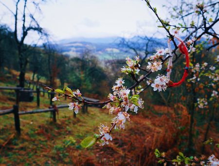 Ecopath “Echo from a bell ringing “