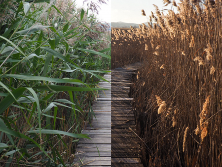 Dragoman Marsh