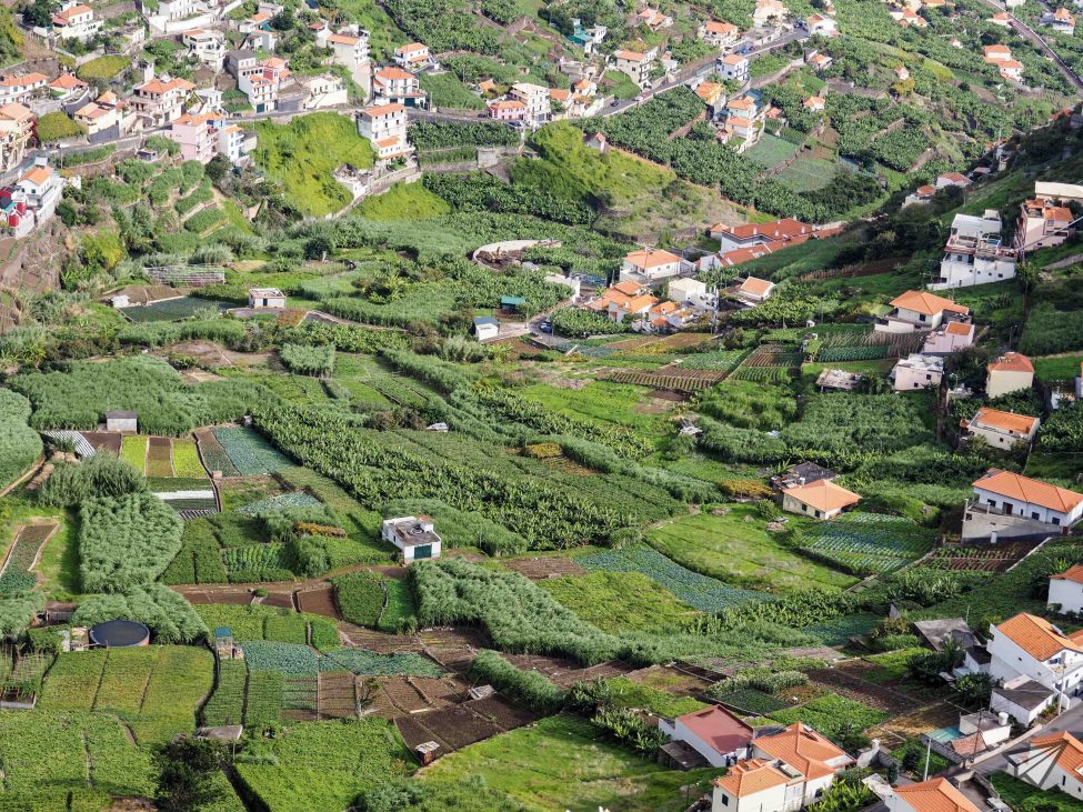 Banana plantations near Funchal