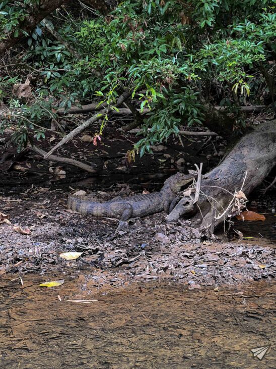 Animals of Costa Rica