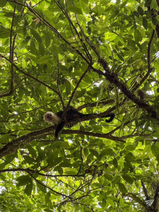 Capuchin baby in Costa Rica