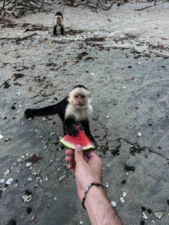 Capuchin in Costa Ricac