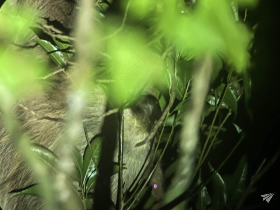 Sloth in Costa Rica