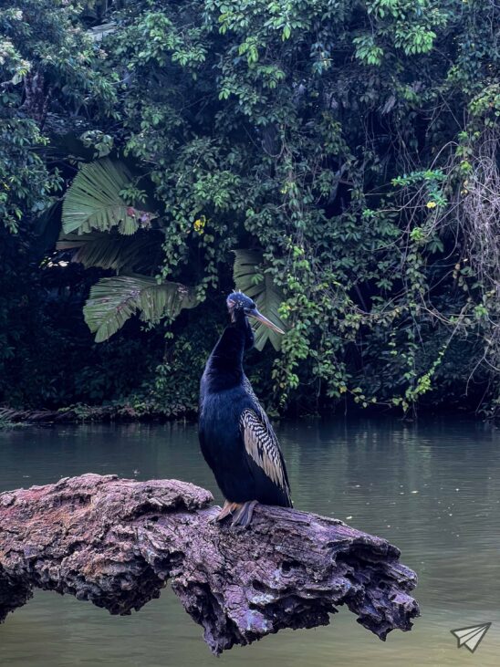 Animals of Tortuguero