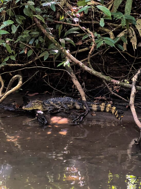 Fauna in Tortuguero