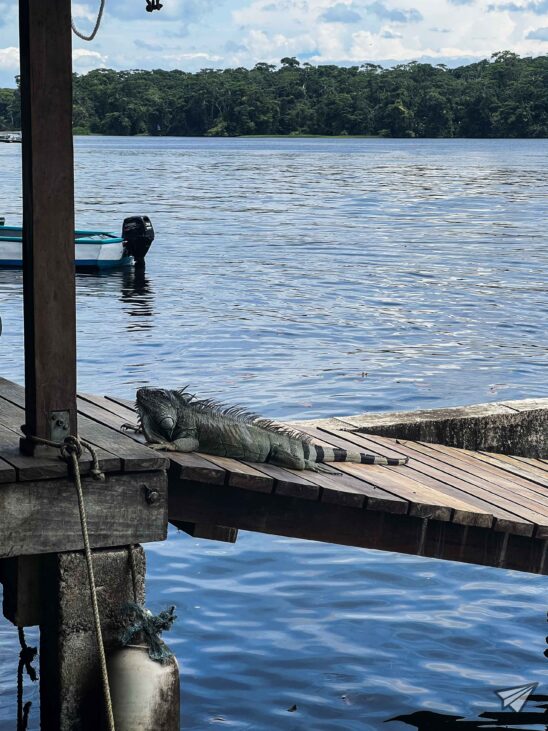 Iguana in Tortuguero