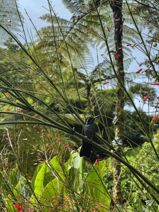 Colibri in Costa Rica