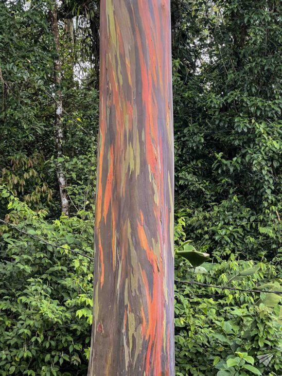 rainbow Eucalyptus in Costa Rica