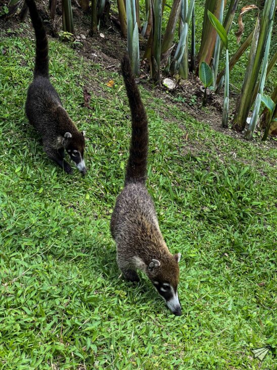 Animals of Arenal in Costa Rica